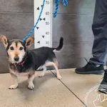 Przyjęty: 2025-09-15 Gmina: Tomice Płeć: Pies Opis: mieszaniec, czarne - podpalane