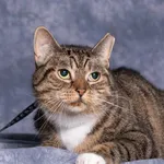 Kot do adopcji, Gdańsk, 15 września 2025