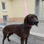 Znaleziono psa, Gdańsk, 15 września 2025