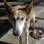 Znaleziono psa, Gdańsk, 15 września 2025