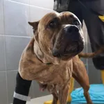 Znaleziono psa, Łódź, 13 września 2025