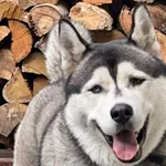 Zaginął pies, Łódź, 14 września 2025