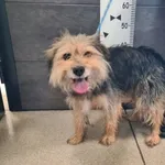 Przyjęty: 2025-09-15 Gmina: Brzeszcze Płeć: Suka Opis: mieszaniec, czarne-podpalane