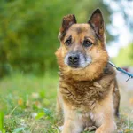 Pies do adopcji, Nowodwór, 15 września 2025