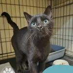 Znaleziono kota, Gdynia, 9 września 2025