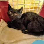 Znaleziono kota, Gdynia, 10 września 2025