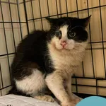 Znaleziono kota, Gdynia, 12 września 2025