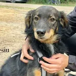Grzesiu