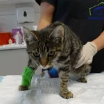 Znaleziono kota, Szczecin, 15 września 2025