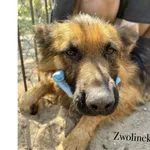Zwolinek