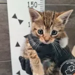 Znaleziono kota, Chełmek, 16 września 2025