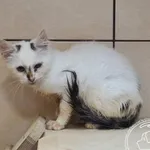 Znaleziono kota, Chełmek, 11 września 2025