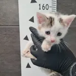 Znaleziono kota, Chełmek, 16 września 2025