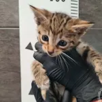 Znaleziono kota, Chełmek, 16 września 2025