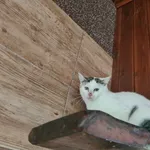 Znaleziono kota, Chełmek, 12 września 2025