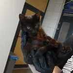 Znaleziono kota, Szczecin, 16 września 2025