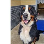 Pies do adopcji, Wrocław, 14 września 2025