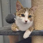 Kot do adopcji, Olsztyn, 15 września 2025