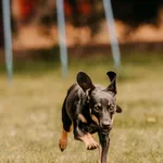 Tola 616093903027111