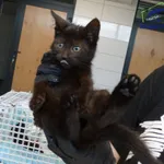 Znaleziono kota, Szczecin, 16 września 2025