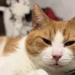 Kot do adopcji, Radom, 17 września 2025