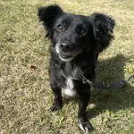 Paprotka - ur.ok. 01.08.2018r.