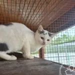 Znaleziono kota, Chełmek, 12 września 2025