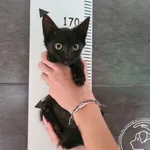 Przyjęty: 2025-09-16 Gmina: Oświęcim Płeć: Kocur Opis: europejska, czarne