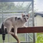 Znaleziono kota, Chełmek, 12 września 2025