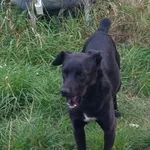 Znaleziono suczkę! Gmina Ceranów. Młoda, czarna suczka z białymi znaczeniami na łapkach. Zadbana, przyjazna, ślad po obroży.