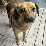 Pies do adopcji, Orzechowce, 16 września 2025