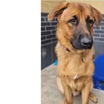 Pies do adopcji, Wrocław, 14 września 2025