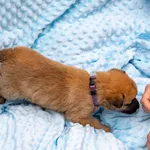 Pies do adopcji, Racławice, 14 września 2025