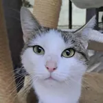 Kot do adopcji, Olsztyn, 4 września 2025