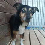 Piesek nznaleziony w Bolechowie