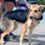 Znaleziono psa, Pieckowo, 17 września 2025