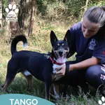 Tango