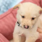 Pies do adopcji, Racławice, 14 września 2025