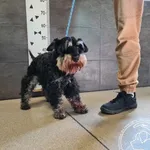 Znaleziono psa, Chełmek, 18 września 2025