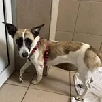 Pies do adopcji, Kraków, 24 sierpnia 2025