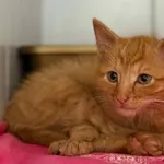 Znaleziono kota, Lublin, 17 września 2025