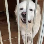 Pies do adopcji, Głowno, 17 września 2025