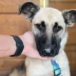 Pies do adopcji, Głowno, 17 września 2025