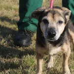 Pies do adopcji, Bełchatów, 24 lipca 2025