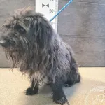 Imię: Przyjęty: 2025-08-19 Płeć: Pies Opis: mieszaniec, szare Wiek w dniu przyjęcia: ok. 10 lat