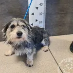 Znaleziono psa, Chełmek, 17 września 2025