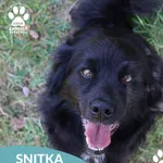 Snitka