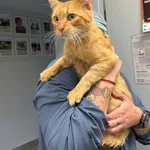 Znaleziono kota, Lublin, 16 września 2025