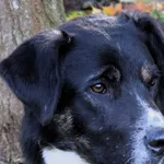 Znaleziono psa, Pieckowo, 17 września 2025