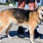 Znaleziono psa, Pieckowo, 17 września 2025